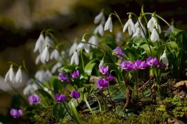 Продажа первоцветов запрещена