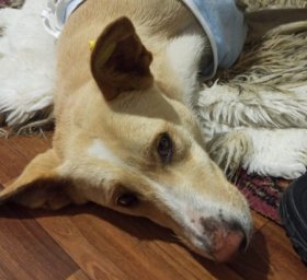 Хмуриться не надо, Лада!